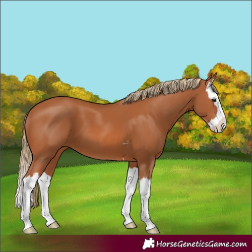 Horse Color:Chestnut Splash 