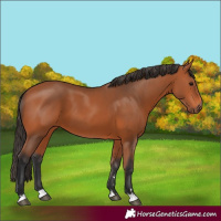 Horse Color:Bay 