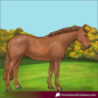 Horse Color:Chestnut 