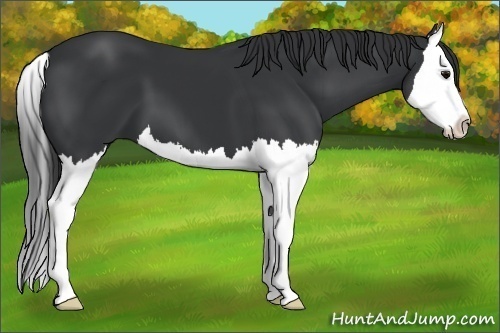Horse Color:Black Splash 