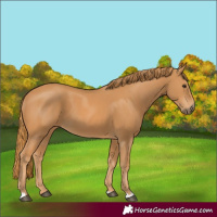 Horse Color:Chestnut 