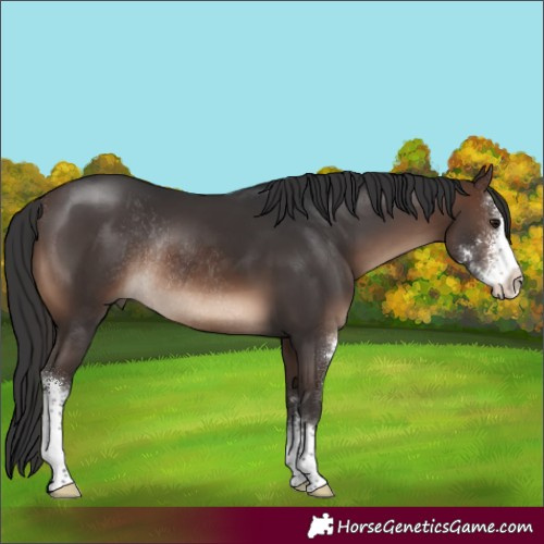 Horse Color:Brown Sabino Rabicano 