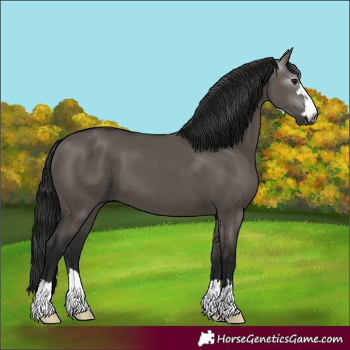 Horse Color:Unknown 