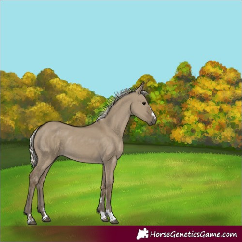 Horse Color:Silver Smoky Grullo 