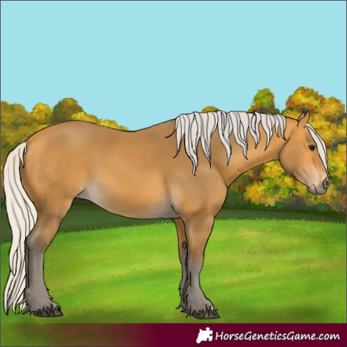 Horse Color:Silver Buckskin 