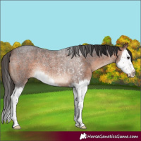 Horse Color:Bay Roan Splash 