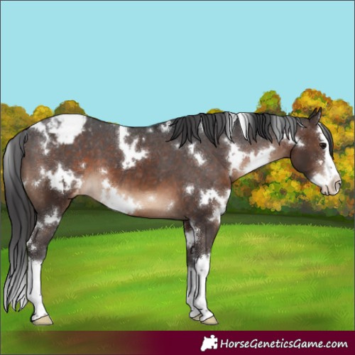 Horse Color:White Spotted Brown Splash Appaloosa 