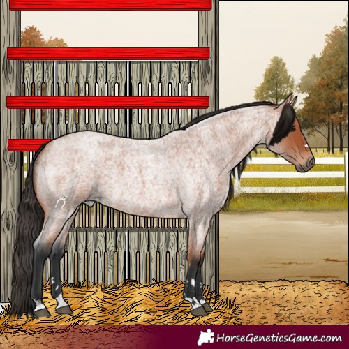 Horse Color:Bay Roan 