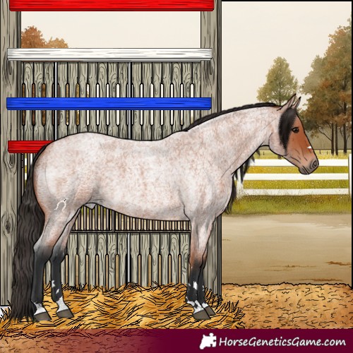 Horse Color:Bay Roan 