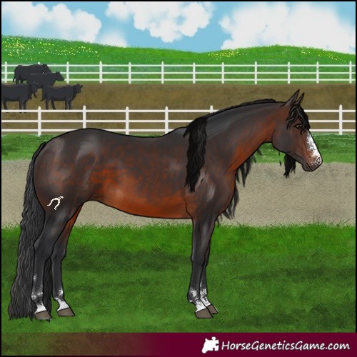 Horse Color:Brown 