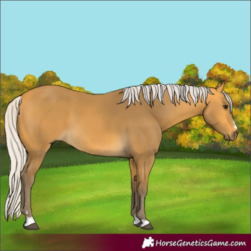 Horse Color:Silver Buckskin 