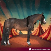 Horse Color:Brown 