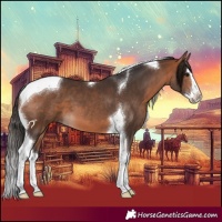 Horse Color:Bay Splash Tobiano 