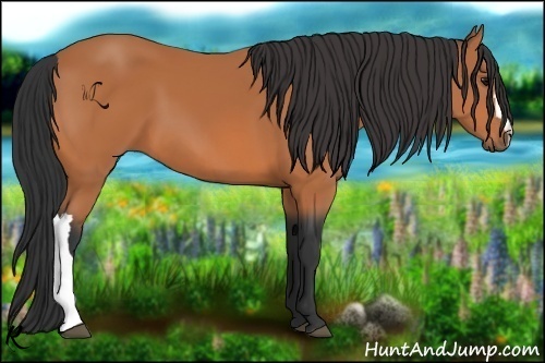 Horse Color:Bay 