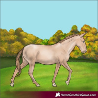 Horse Color:Gold Champagne Pearl Rabicano  and Gold Champagne Pearl 