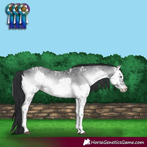 Horse Color:Blue Onyx Chinchilla Ice Splash 