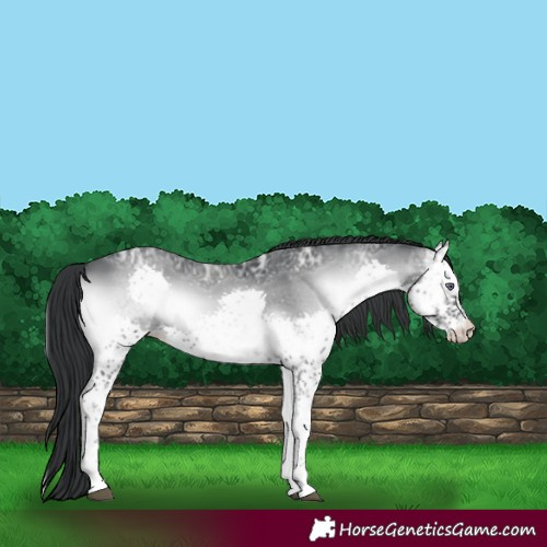 Horse Color:Blue Onyx Chinchilla Ice Splash 