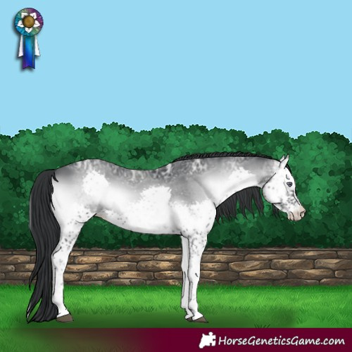 Horse Color:Blue Onyx Chinchilla Ice Splash 