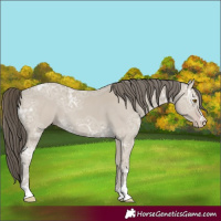 Horse Color:Classic Cream Champagne Ice