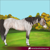 Horse Color:Unknown 