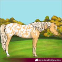 Horse Color:Unknown 