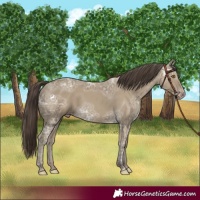 Horse Color:Classic Cream Champagne Ice 
