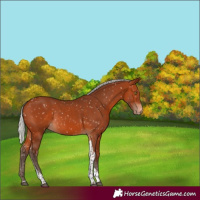 Horse Color:Silver Bay Tobiano Appaloosa Rabicano 