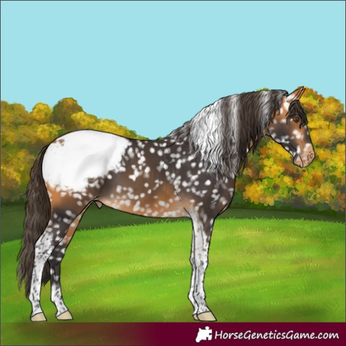 Horse Color:Buckskin Tobiano Appaloosa 