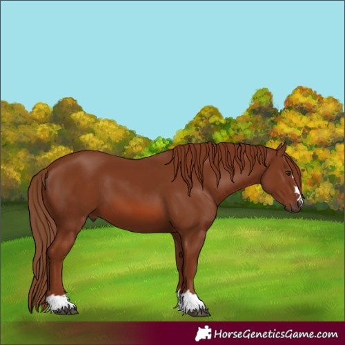 Horse Color:Chestnut 