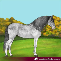Horse Color:White Spotted Blue Roan 