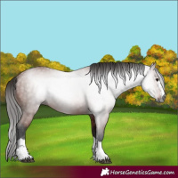 Horse Color:Gray Bay