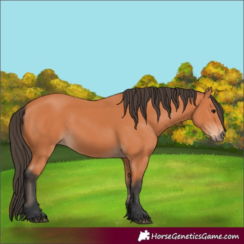 Horse Color:Bay 