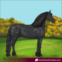 Horse Color:Black 