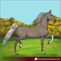 Horse Color:Silver Grullo Tobiano 