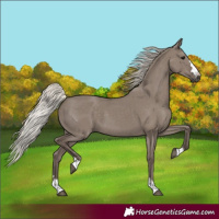 Horse Color:Silver Grullo 
