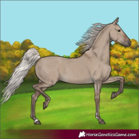 Horse Color:Silver Grullo 