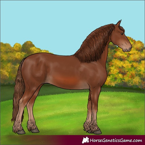 Horse Color:Chestnut 