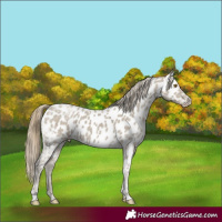 Horse Color:Classic Cream Champagne Ice Appaloosa 