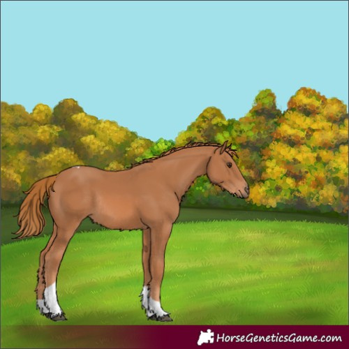 Horse Color:Chestnut Tobiano Rabicano