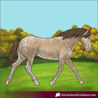 Horse Color:Classic Cream Champagne Ice 