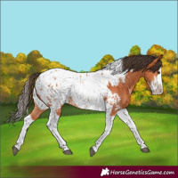 Horse Color:Bay Splash Tobiano Near Leopard  and Bay Splash Tobiano Near Fewspot 