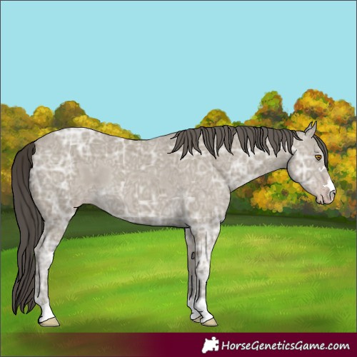 Horse Color:Classic Cream Champagne Ice 
