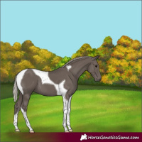 Horse Color:Silver Black Tobiano 