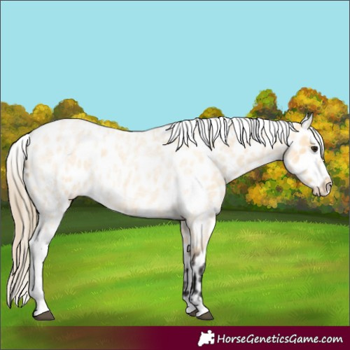 Horse Color:Buckskin Roan Appaloosa 