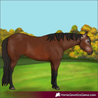 Horse Color:Gray Bay
