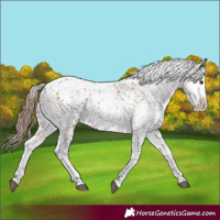 Horse Color:Bay Splash Tobiano Blanket  and Bay Splash Tobiano Blanket 