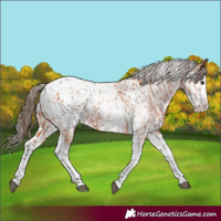 Horse Color:Bay Splash Tobiano Appaloosa  and Bay Splash Tobiano Appaloosa 
