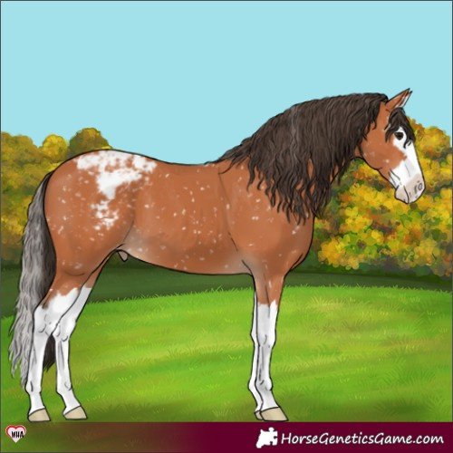Horse Color:Bay Splash Snowcap 