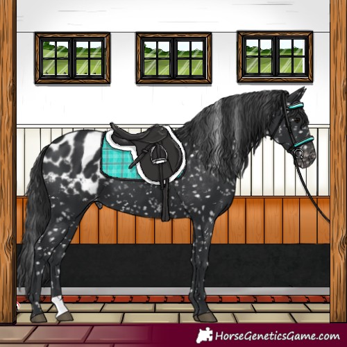 Horse Color:Black Appaloosa 