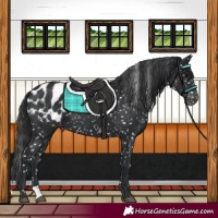 Horse Color:Black Appaloosa 